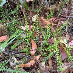 Lindsaea linearis at Woollamia, NSW - 26 Sep 2024 12:44 PM