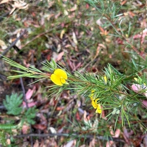 Gompholobium grandiflorum at Woollamia, NSW - 26 Sep 2024 12:45 PM