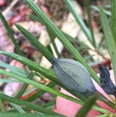 Gompholobium grandiflorum at Woollamia, NSW - 26 Sep 2024