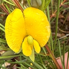 Gompholobium grandiflorum at Woollamia, NSW - 26 Sep 2024