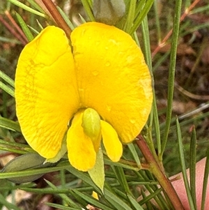 Gompholobium grandiflorum at Woollamia, NSW - 26 Sep 2024