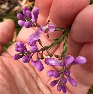 Comesperma ericinum at Woollamia, NSW - 26 Sep 2024