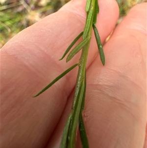 Comesperma ericinum at Woollamia, NSW - 26 Sep 2024