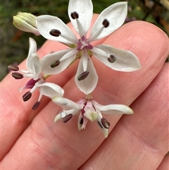 Burchardia umbellata (Milkmaids) at Woollamia, NSW - 26 Sep 2024 by lbradley