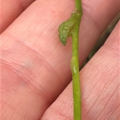 Burchardia umbellata at Woollamia, NSW - 26 Sep 2024 12:58 PM