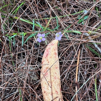 Dampiera stricta (Blue Dampiera) at Woollamia, NSW - 26 Sep 2024 by lbradley