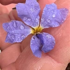 Dampiera stricta at Woollamia, NSW - 26 Sep 2024