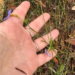 Dampiera stricta at Woollamia, NSW - 26 Sep 2024