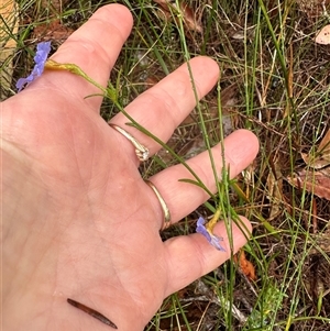 Dampiera stricta at Woollamia, NSW - 26 Sep 2024 01:01 PM