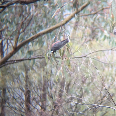 Artamus superciliosus (White-browed Woodswallow) at Gelston Park, NSW by Darcy