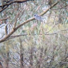 Artamus superciliosus at Gelston Park, NSW - 26 Sep 2024