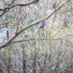 Artamus superciliosus at Gelston Park, NSW - 26 Sep 2024