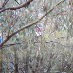 Artamus superciliosus at Gelston Park, NSW - suppressed