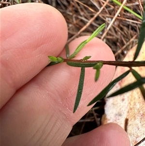 Euryomyrtus ramosissima at Woollamia, NSW - 26 Sep 2024