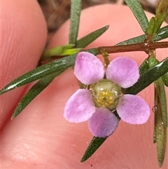 Euryomyrtus ramosissima at Woollamia, NSW - 26 Sep 2024