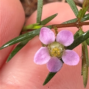 Euryomyrtus ramosissima at Woollamia, NSW - 26 Sep 2024