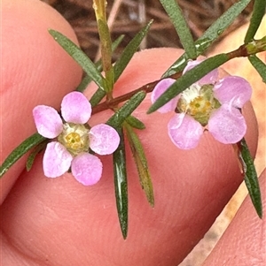 Euryomyrtus ramosissima at Woollamia, NSW - 26 Sep 2024