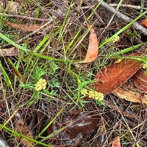 Lomandra obliqua at Woollamia, NSW - 26 Sep 2024