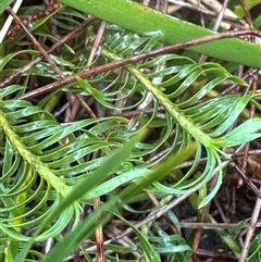 Lomandra obliqua at Woollamia, NSW - 26 Sep 2024