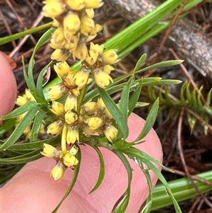 Lomandra obliqua at Woollamia, NSW - 26 Sep 2024