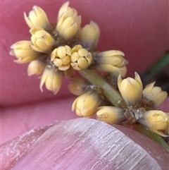 Lomandra obliqua at Woollamia, NSW - 26 Sep 2024