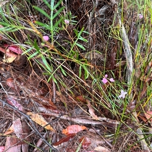 Boronia pinnata at Woollamia, NSW - 26 Sep 2024