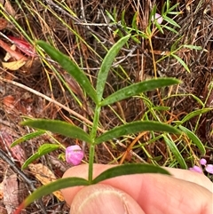 Boronia pinnata at Woollamia, NSW - suppressed
