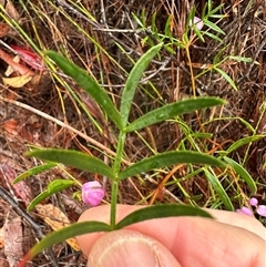 Boronia pinnata at Woollamia, NSW - 26 Sep 2024