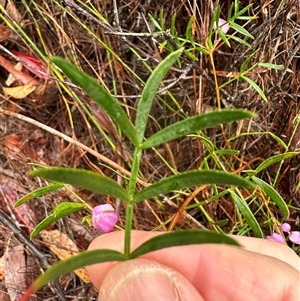 Boronia pinnata at Woollamia, NSW - suppressed