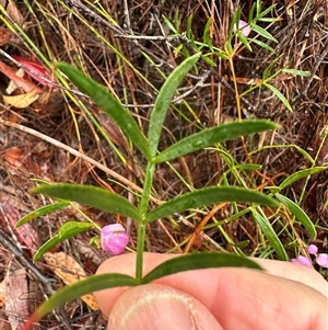 Boronia pinnata at Woollamia, NSW - 26 Sep 2024