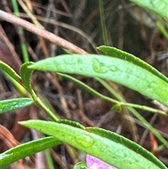 Boronia pinnata at Woollamia, NSW - 26 Sep 2024