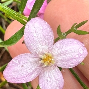 Boronia pinnata at Woollamia, NSW - suppressed