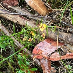 Daviesia ulicifolia at Woollamia, NSW - 26 Sep 2024