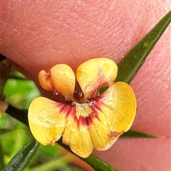 Daviesia ulicifolia at Woollamia, NSW - 26 Sep 2024