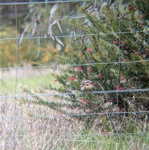 Acanthagenys rufogularis at Gelston Park, NSW - suppressed
