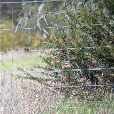 Acanthagenys rufogularis (Spiny-cheeked Honeyeater) at Gelston Park, NSW - 26 Sep 2024 by Darcy