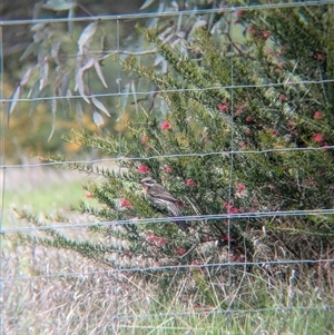 Acanthagenys rufogularis at Gelston Park, NSW - suppressed