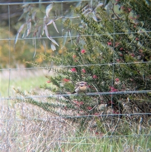 Acanthagenys rufogularis at Gelston Park, NSW - suppressed