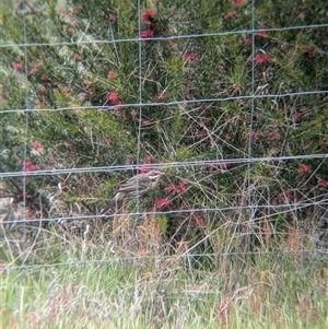 Acanthagenys rufogularis at Gelston Park, NSW - suppressed