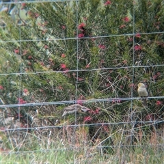 Acanthagenys rufogularis at Gelston Park, NSW - suppressed
