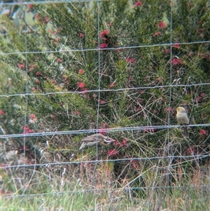 Acanthagenys rufogularis at Gelston Park, NSW - suppressed