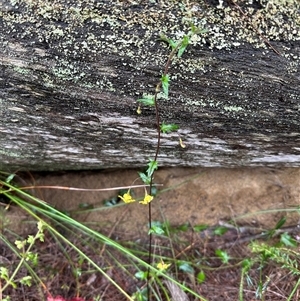 Goodenia heterophylla at Woollamia, NSW - 26 Sep 2024