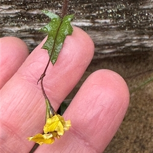 Goodenia heterophylla at Woollamia, NSW - 26 Sep 2024