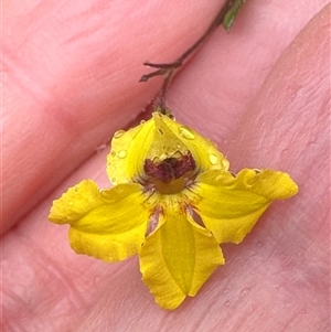 Goodenia heterophylla at Woollamia, NSW - 26 Sep 2024