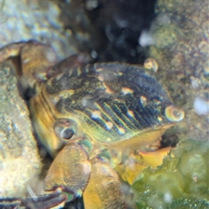 Unidentified Crab at Coodanup, WA by Trina