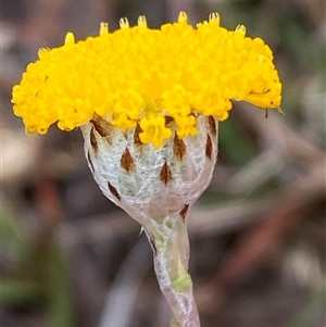 Leptorhynchos squamatus subsp. squamatus at Whitlam, ACT - 26 Sep 2024