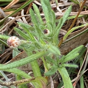 Leptorhynchos squamatus subsp. squamatus at Whitlam, ACT - 26 Sep 2024