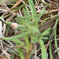 Leptorhynchos squamatus subsp. squamatus at Whitlam, ACT - 26 Sep 2024