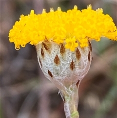 Leptorhynchos squamatus subsp. squamatus at Whitlam, ACT - 26 Sep 2024