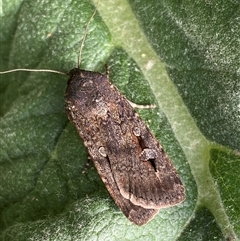 Agrotis infusa (Bogong Moth, Common Cutworm) at Belconnen, ACT - 26 Sep 2024 by SteveBorkowskis